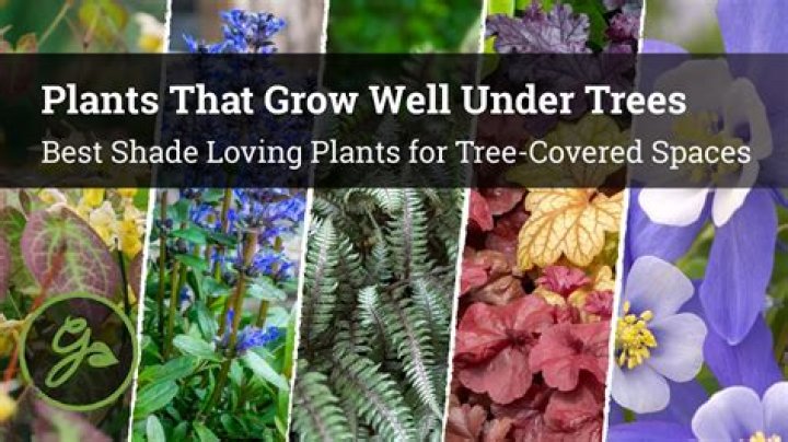 What tree or bush grows well in shade?