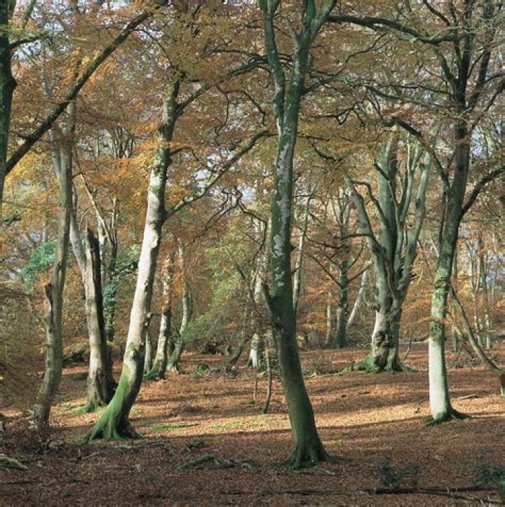What trees are in the temperate deciduous forest?