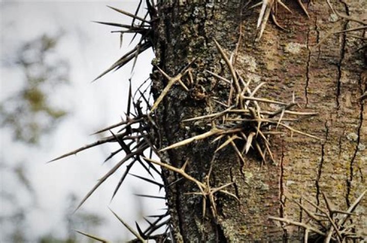 What trees have big thorns?
