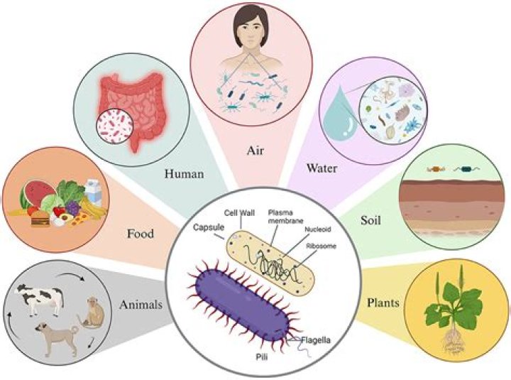 What type of bacteria can grow on MSA?