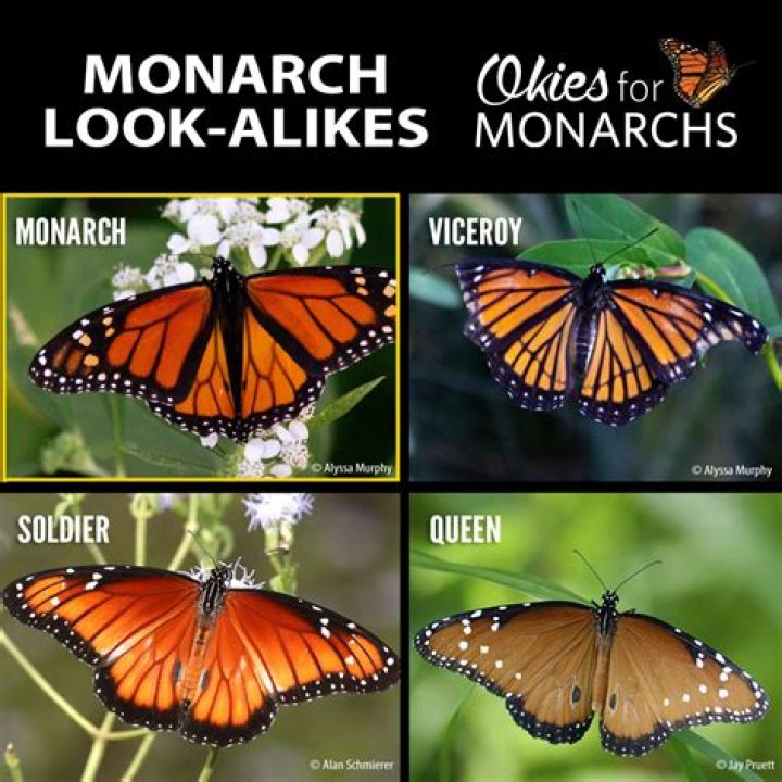 What type of butterfly mimics the Monarch?