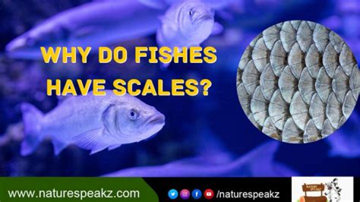 What type of development do fish have?