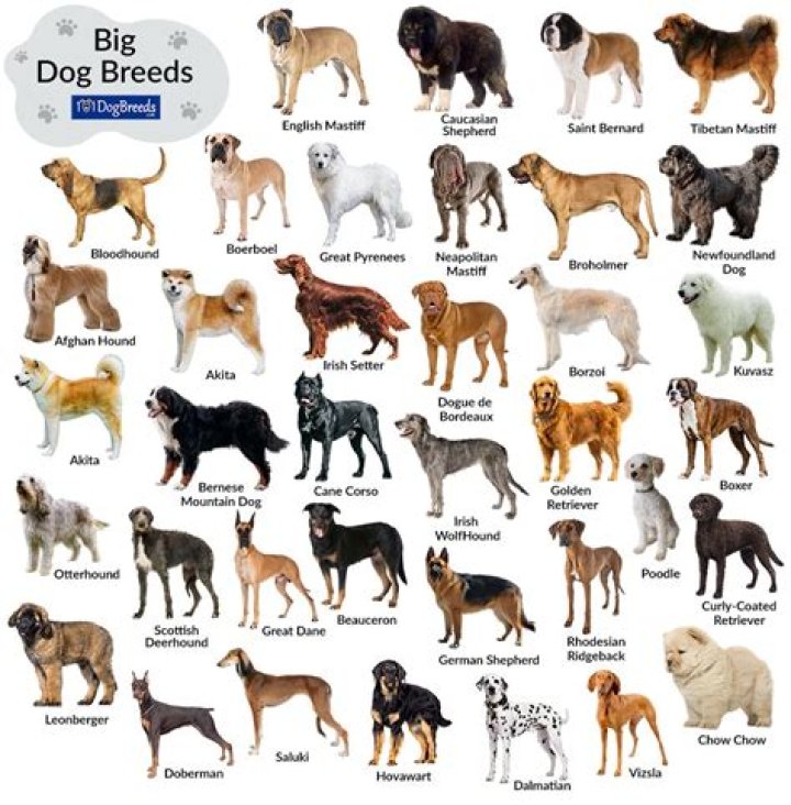 What type of dog was scruffy?