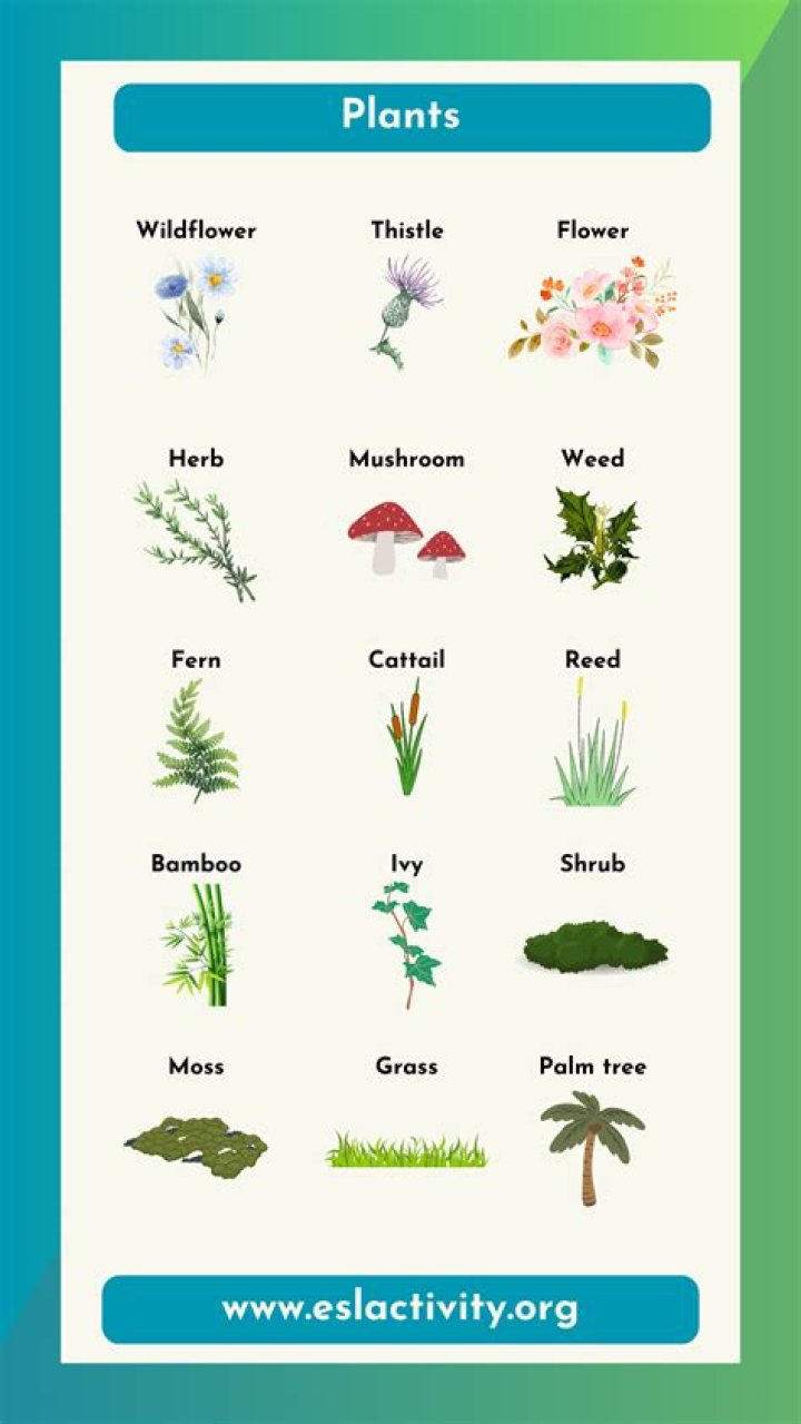 What type of plants have cuticular wax?