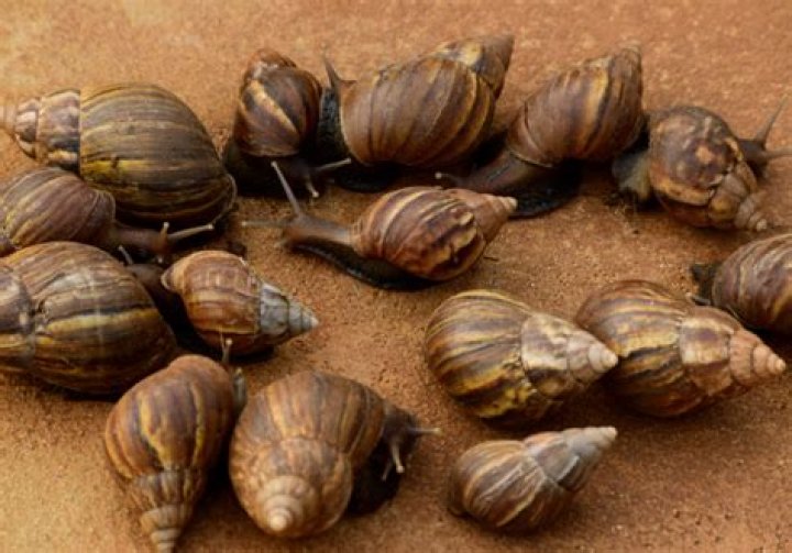 What type of snails are in Florida?