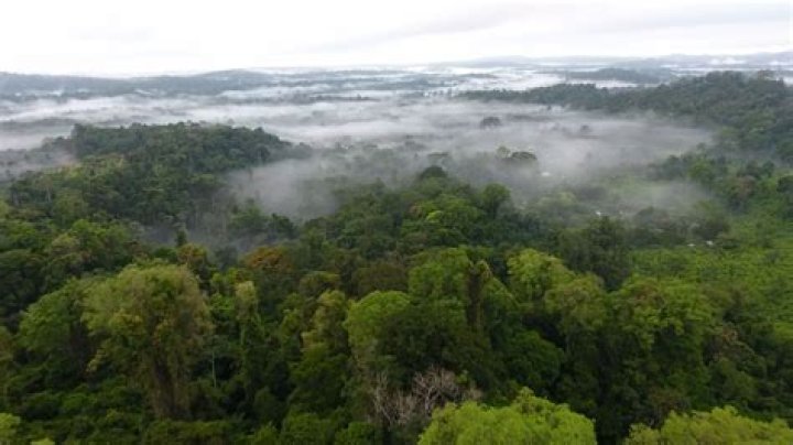 What type of sunlight does the rainforest get?
