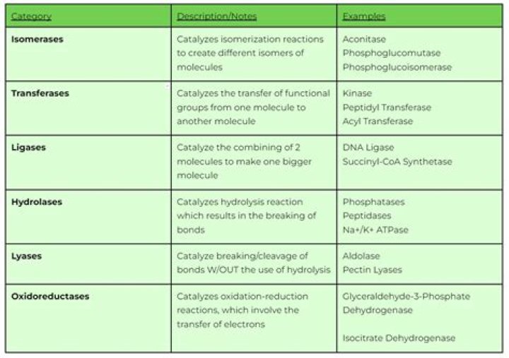What types of organisms are used to manufacture enzymes?
