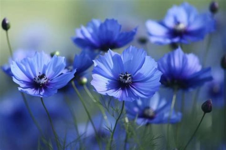 What UK crop has blue flowers?
