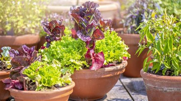 What vegetables can you grow on a windowsill?