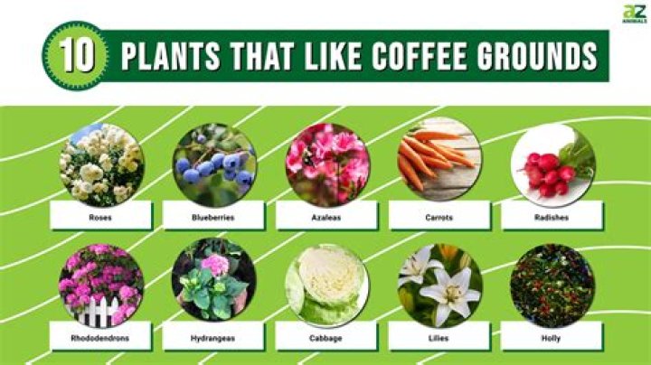 What vegetables do not like coffee grounds?