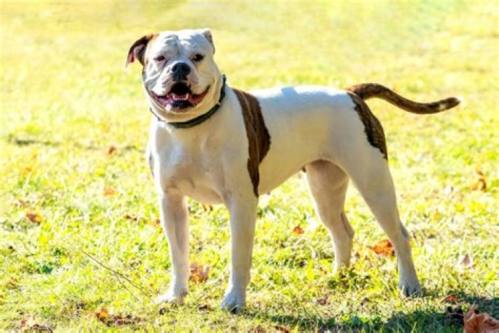 What was bred to Make an American Bulldog?