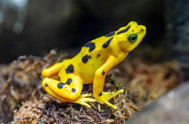 What was the golden toads niche?
