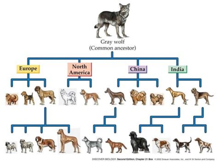 What was the original breed of dog?