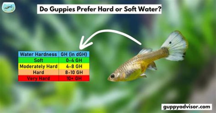 What water parameters do guppies like?