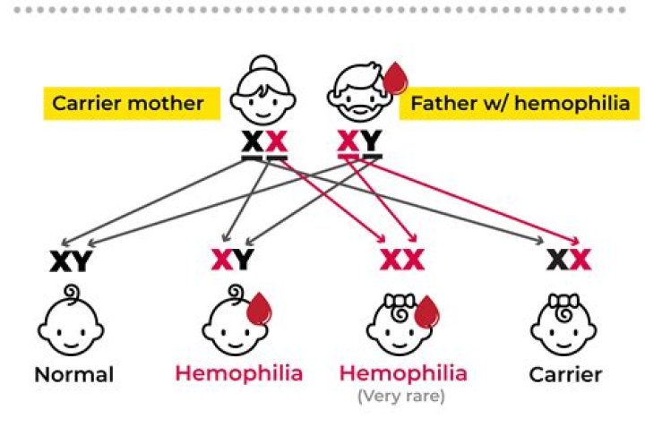 What will be the kind of children born to a normal father and a carrier mother for the trait of haemophilia show it with the help of Punnett square?
