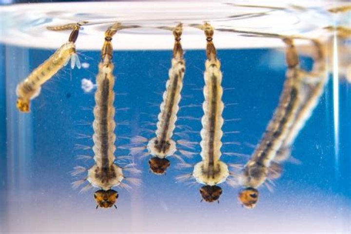 What will eat mosquito larvae?
