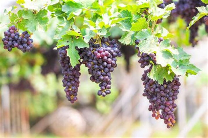 What wine grapes grow best in Kentucky?
