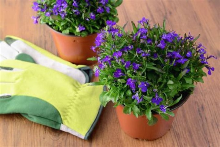 When can you buy lobelia plants?
