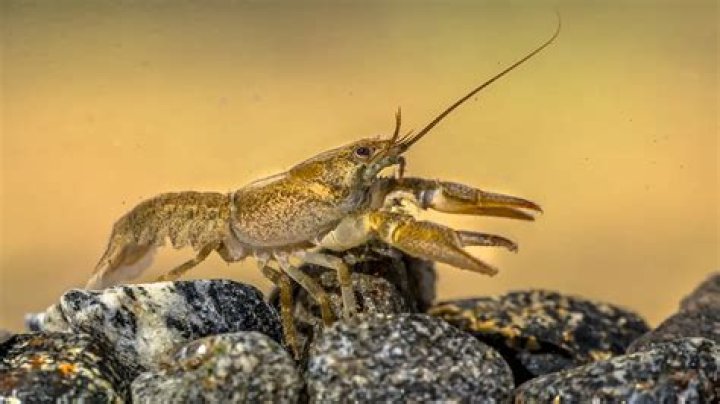 When can you catch Murray Crayfish?