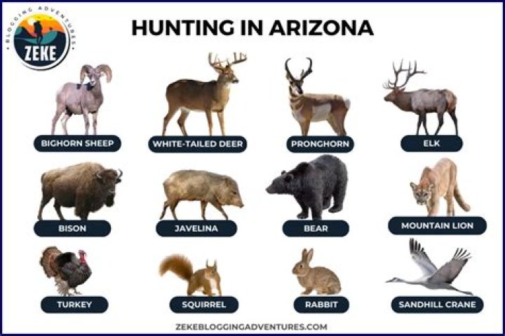 When can you hunt elk in Arizona?