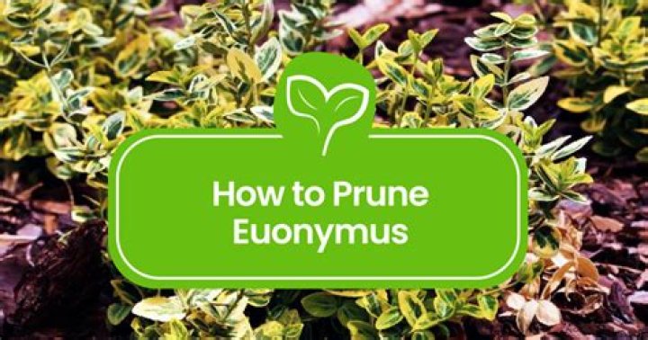 When can you prune Euonymus?