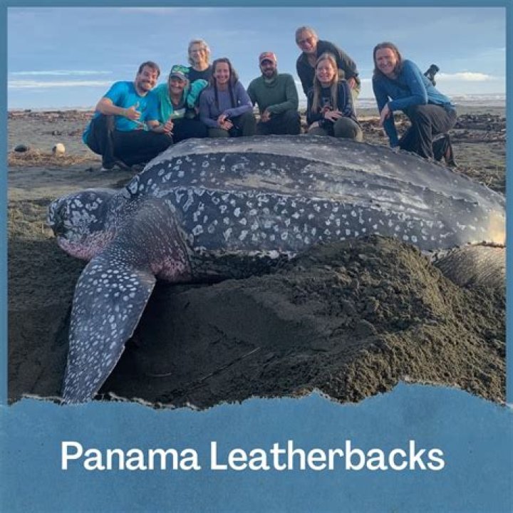 When can you see leatherback turtles in Costa Rica?