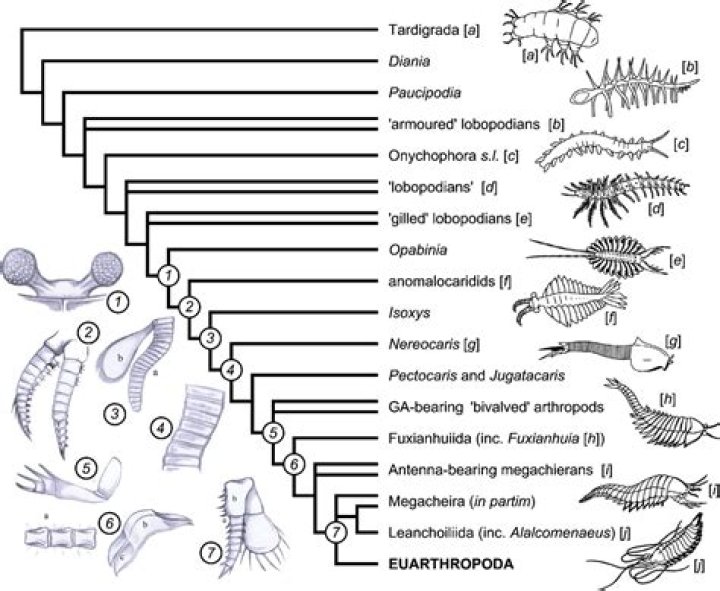 When did arthropods come onto land?
