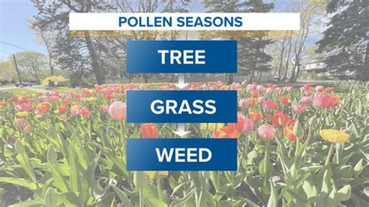 When is pollen season in San Diego?