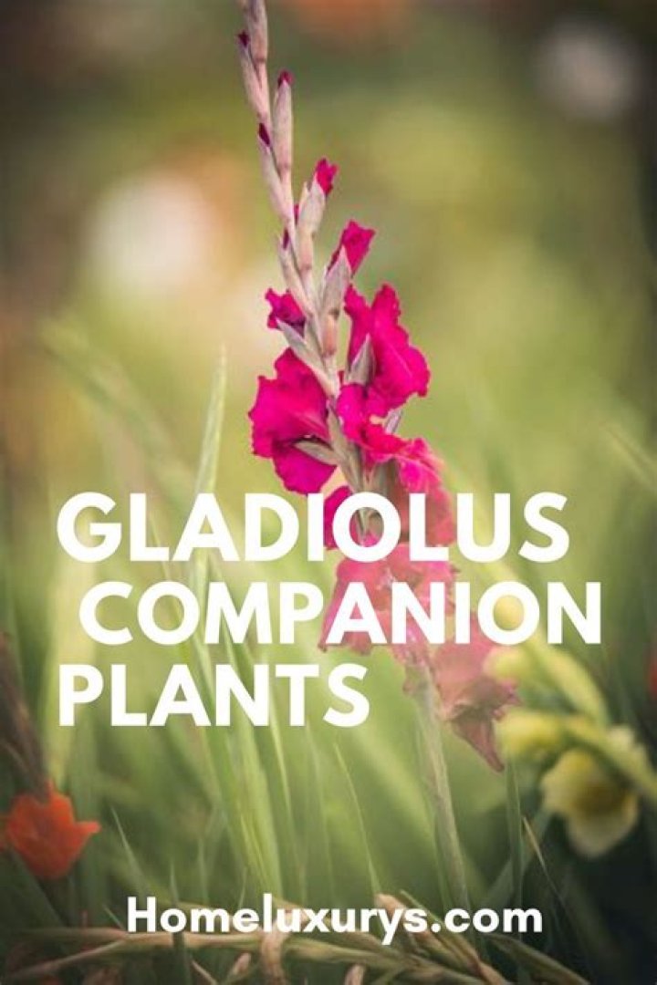 When should I buy gladiolus bulbs?