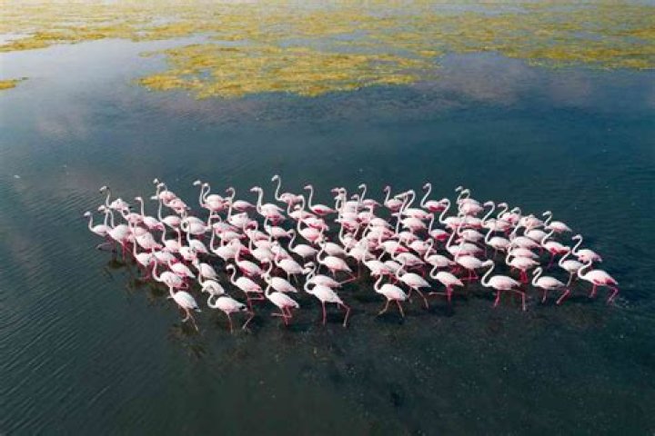 When should I go to Pulicat Bird sanctuary?