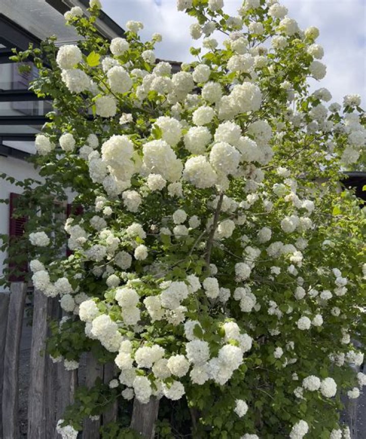 When should I prune everlasting Wallflowers?