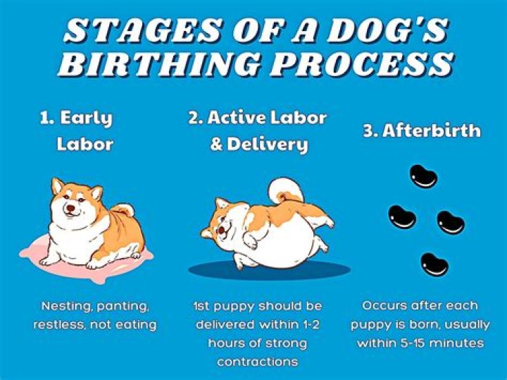 When should I take my dog to the vet for swelling?