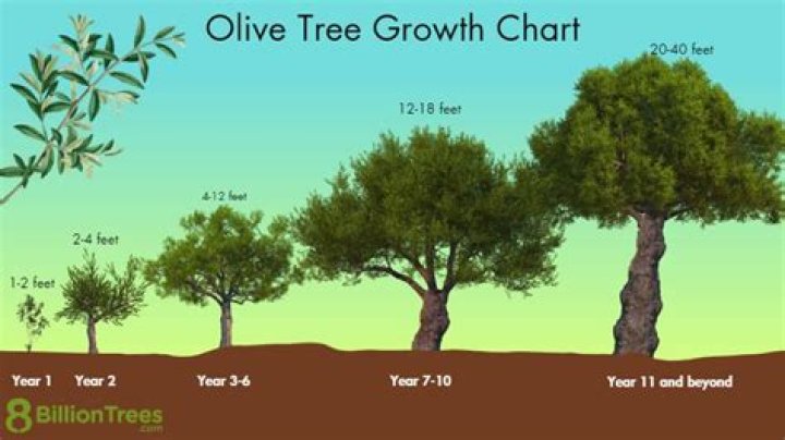 When should olive trees be pruned?