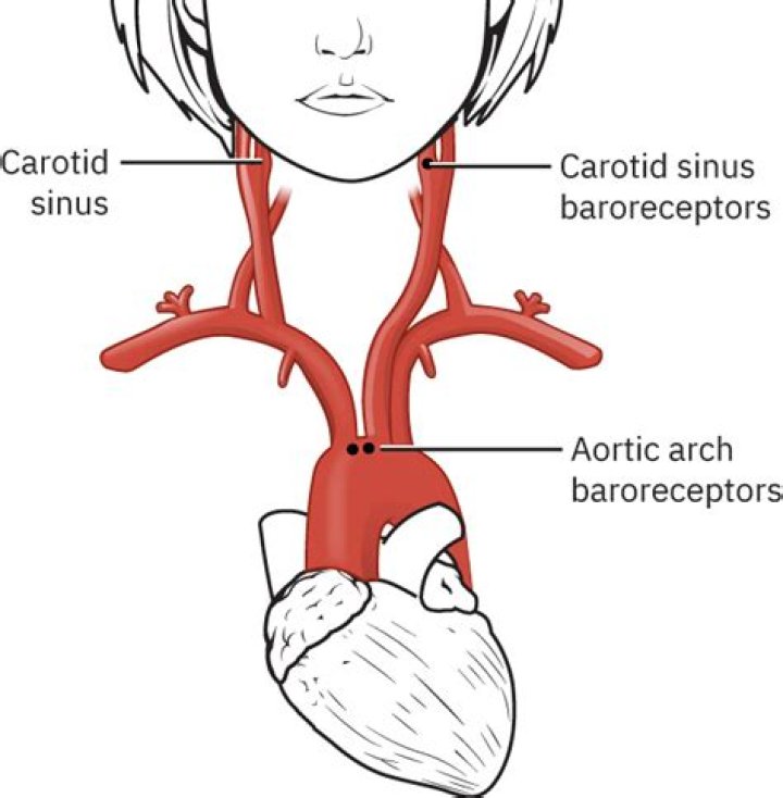 Where are baroreceptors in the aortic arch?