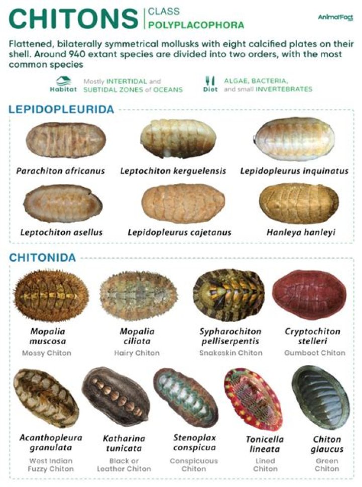 Where are chitons found?