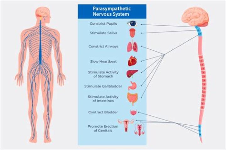 Where are sympathetic neurons located?