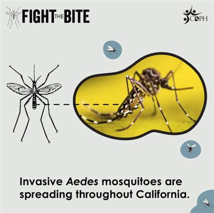 Where are the Aedes mosquitoes found?