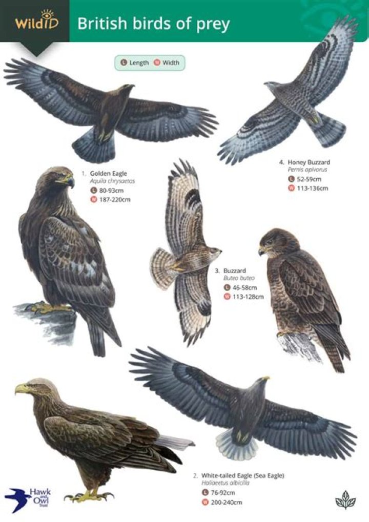 Where are the birds of prey in Northumberland?