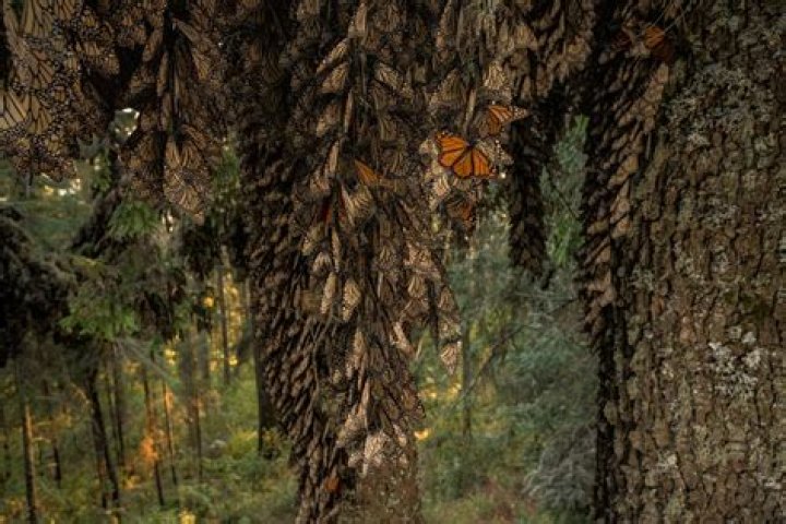 Where are the monarch butterflies in California 2021?