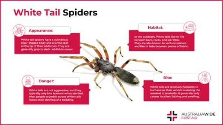 Where are white tail spiders found in Australia?