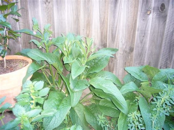 Where can I buy comfrey plant?