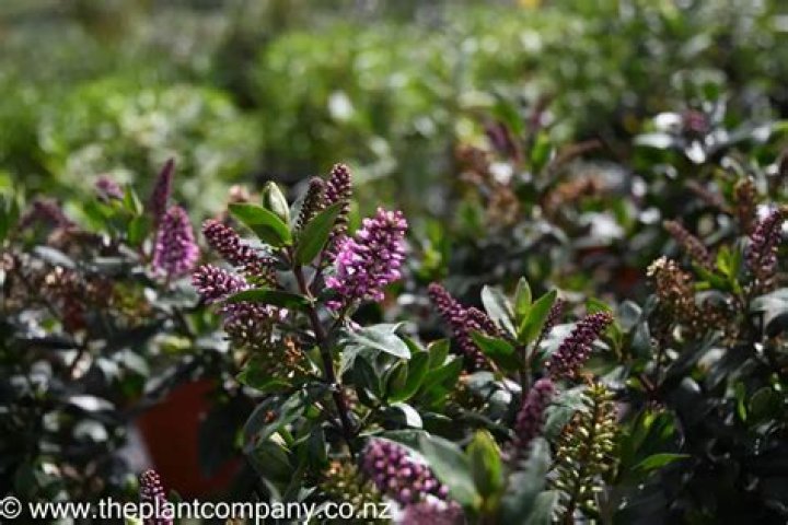Where can I buy Monrovia flowering shrubs?