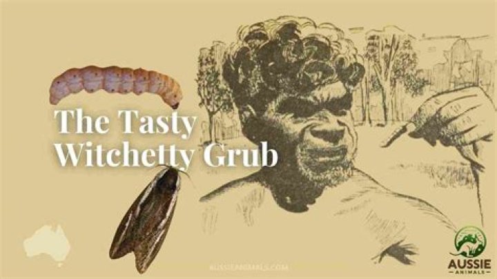 Where can I buy witchetty grubs?