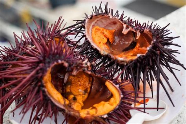 Where can I catch sea urchin in San Francisco?