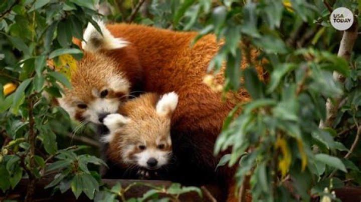 Where can I donate red pandas?
