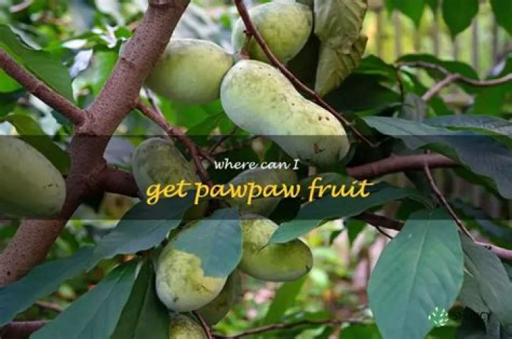 Where can I get pawpaw fruit?