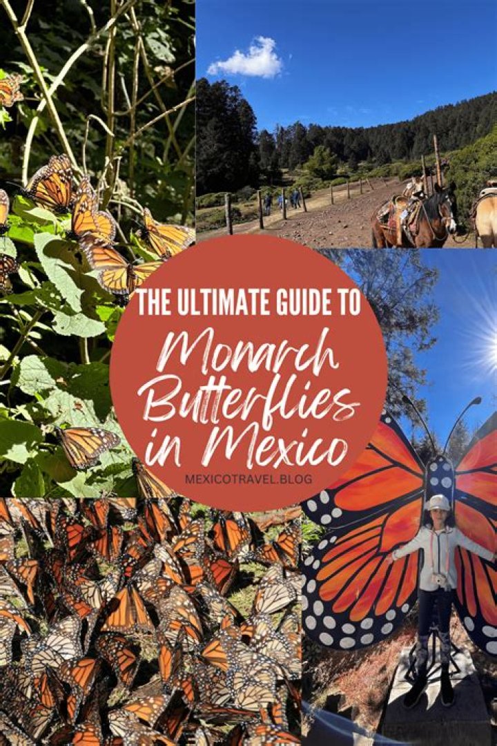 Where can I see monarch butterflies in Mexico?