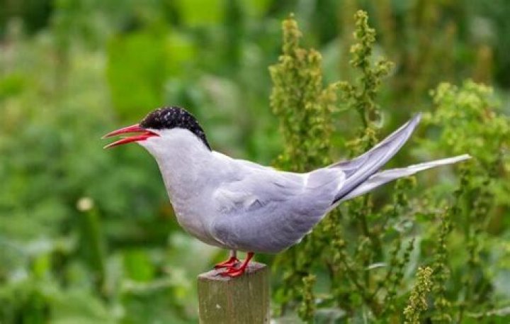 Where can I see roseate terns?