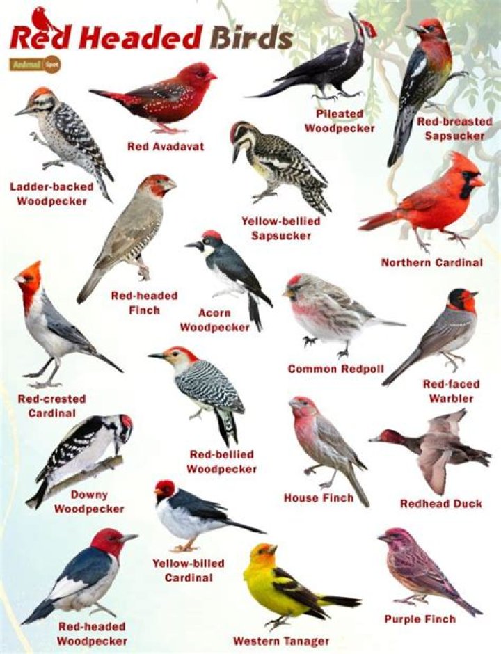 Where can I take an injured bird in Arizona?