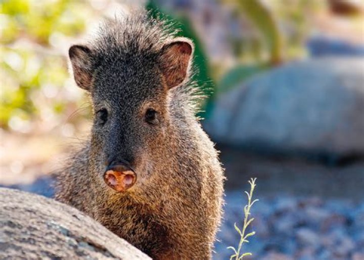 Where can javelinas be found?